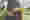 Woman hugs a tree – Thumbnail